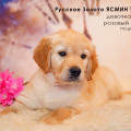RUSSKOE ZOLOTO YASMIN TIFFANI