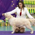 ARILIS LINE RISING STAR