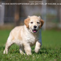 RUSSKOE ZOLOTO BARTHOLOMEW JO-JO ROYCE RUSSKOE ZOLOTO BARTHOLOMEW JO-JO ROYCE