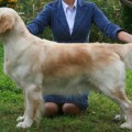 STRONG STAEL REGINA PLAYMATE