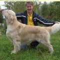 PRIMROSE'S DREAM AMAZING LAD