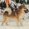 SOMI AV ISHEIM
