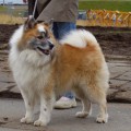 KOLGRIMUR