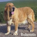 BOHEMIA DE LA ALJABARA
