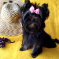 CINDY BLACK ORCHID BELLA VERA CINDY BLACK ORCHID BELLA VERA