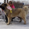 ENISEISKII MEDVED' DANARA ENISEISKII MEDVED' DANARA