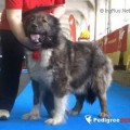 GORDIY KNYAZHICH ERATO KHIRTI GORDIY KNYAZHICH ERATO KHIRTI