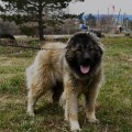 VELIKAYA TARI IZ YAR GRADA VELIKAYA TARI IZ YAR GRADA