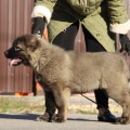GORDII KNYAZHICH BATORI GORDII KNYAZHICH BATORI