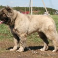 ENISEISKII MEDVED' DAKOTA ENISEISKII MEDVED' DAKOTA