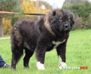 SAMOTSVETY SIBIRI CHARMI » Pedigree database Kavkazskaya Ovtcharka