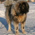 ENISEISKII MEDVED' ROGNEDA ENISEISKII MEDVED' ROGNEDA