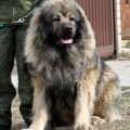 BAS-KO-CHI FILOSOV PO ZHIZNI