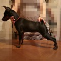 BOHAYSKIY TALISMAN GERDA BREIV HART BOHAYSKIY TALISMAN GERDA BREIV HART