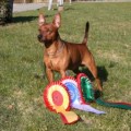 BARON WOLF THOMAS DWEIN