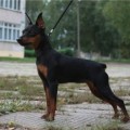 DUYMOVOCHKA SKAZOCHNAYA FEYA DUYMOVOCHKA SKAZOCHNAYA FEYA