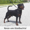 KENZO VOM KOSSLBACHTAL