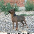 CHELINES DOUBLE BOY