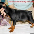BOHAYSKIY TALISMAN LUCHISTIY BRILLIANT BOHAYSKIY TALISMAN LUCHISTIY BRILLIANT