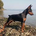 OCHAROVATELNYIY BARON BAKKARDI