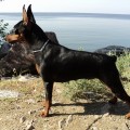 VIKTORIYA ELEGANT STYLE VIKTORIYA ELEGANT STYLE