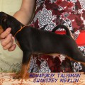 BOHAYSKIY TALISMAN CHARODEY MERLIN BOHAYSKIY TALISMAN CHARODEY MERLIN