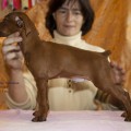 BOHAYSKIY TALISMAN SHIKO BOHAYSKIY TALISMAN SHIKO