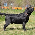 REDIANT STAR OTIS