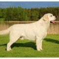 LAB'SPB YU-PITER