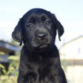 PEARL BLACK YALMARIN LUCKY LABS PEARL BLACK YALMARIN LUCKY LABS