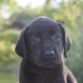 PENELOPE YALMARIN LUCKY LABS PENELOPE YALMARIN LUCKY LABS