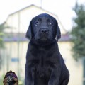 POCAHONTAS YALMARIN LUCKY LABS POCAHONTAS YALMARIN LUCKY LABS