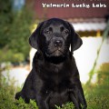 PERFECT YOLKA YALMARIN LUCKY LABS PERFECT YOLKA YALMARIN LUCKY LABS