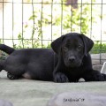 PRINCE PLUTO YALMARIN LUCKY LABS PRINCE PLUTO YALMARIN LUCKY LABS