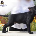 PRIDE OSCAR YALMARIN LUCKY LABS PRIDE OSCAR YALMARIN LUCKY LABS