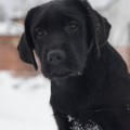 BOB MARLEY YALMARIN LUCKY LABS BOB MARLEY YALMARIN LUCKY LABS