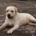 HARLEY YALMARIN LUCKY LABS HARLEY YALMARIN LUCKY LABS