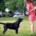 BAGIRA YALMARIN LUCKY LABS BAGIRA YALMARIN LUCKY LABS
