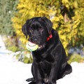 BASKERVILLE YALMARIN LUCKY LABS BASKERVILLE YALMARIN LUCKY LABS