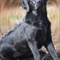 BARBARA YALMARIN LUCKY LABS BARBARA YALMARIN LUCKY LABS