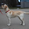 VALNERIZ DODZH CHARDZHER -ULISS 264- VALNERIZ DODZH CHARDZHER -ULISS 264-