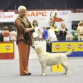 VALHAUS OLIVIA WINNER BEST IN SHOW