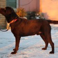 VALNERIZ ZABAVNIY MACHO -VENYA 286-VE- VALNERIZ ZABAVNIY MACHO -VENYA 286-VE-