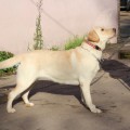 VALNERIZ LONG TAIL --TEYA 304-- VALNERIZ LONG TAIL --TEYA 304--