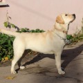 VALNERIZ LIKABLE DOGGO --KIRA 307-- VALNERIZ LIKABLE DOGGO --KIRA 307--