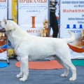 CALVADOS CHILD OF SUNRISE
