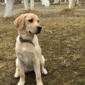 VALNERIZ ZHELANA ZHEKSI -VE- VALNERIZ ZHELANA ZHEKSI -VE-