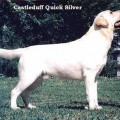 CASTLEDUFF QUICK SILVER