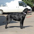 BEST FROM NOS VEST ALEKSA STORM  --LETO 357--