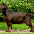 ENS LUMENS ARNA BROWN SHUGAR